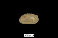 藏品(紫斑船蛤)的圖片